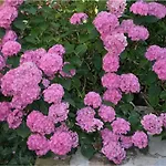 夏维拉住宿加早餐酒店 阿姆斯特丹