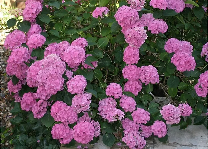 夏维拉住宿加早餐酒店 阿姆斯特丹